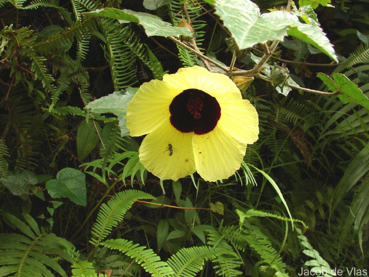 Hibiscus hispidissimus Griff.